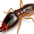 The Most Difficult Pests to Treat with Pest Control in Fort Mill SC
