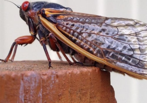 Keep Pests Away for Good with Professional Pest Control Services in Fort Mill SC
