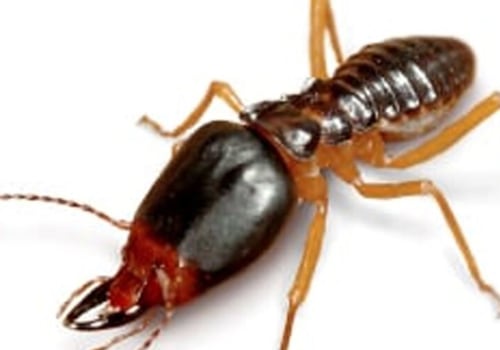 Eliminate Pests with Professional Pest Control Services in Fort Mill SC